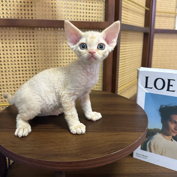 【ZF.Q德文卷毛猫】长毛血奶茶色弟弟 甜美，一针疫苗 生日7.1