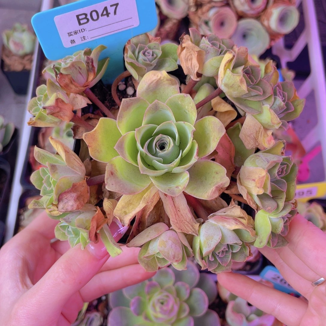 单品一物一拍047山地玫瑰