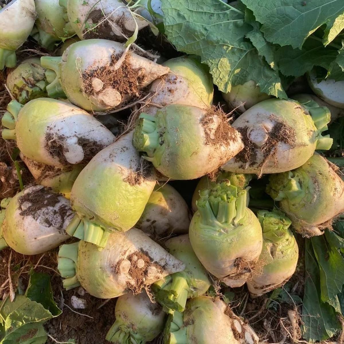 湖南农家大头菜 新鲜发货