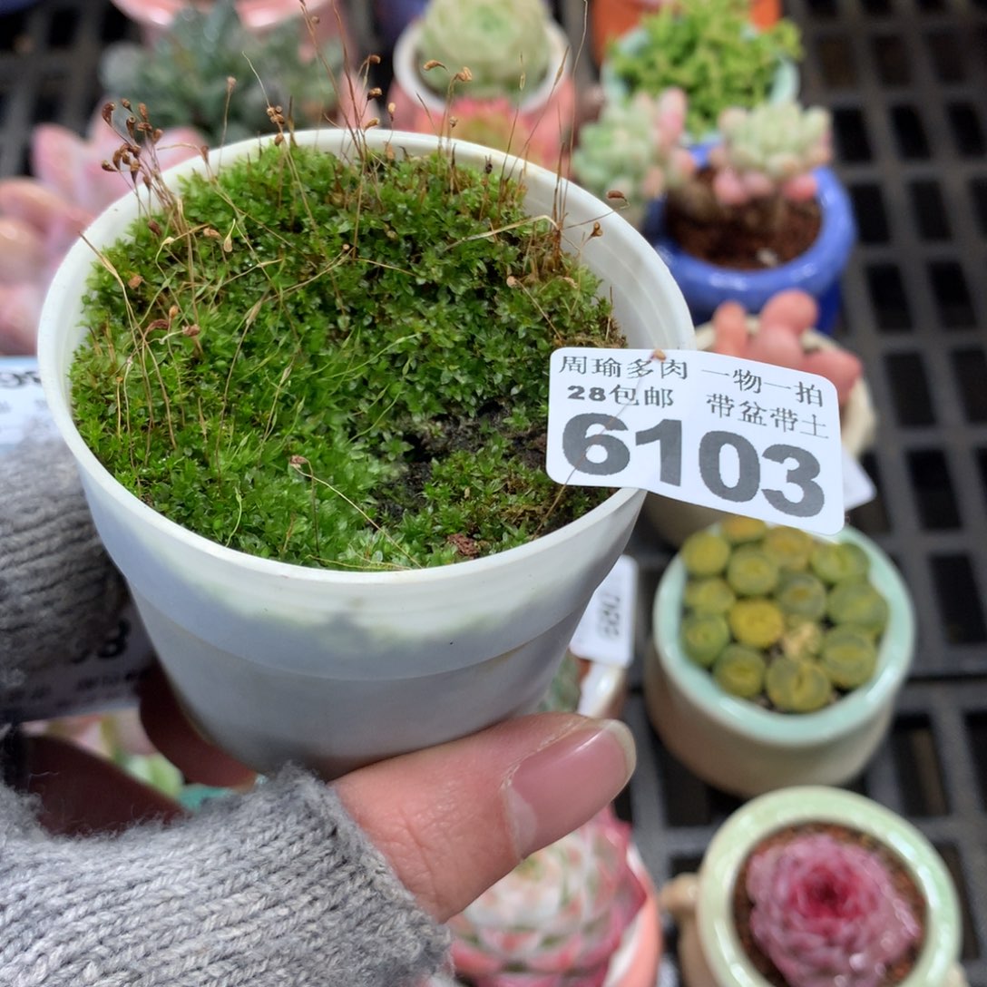 5厘米盆精控多肉6103