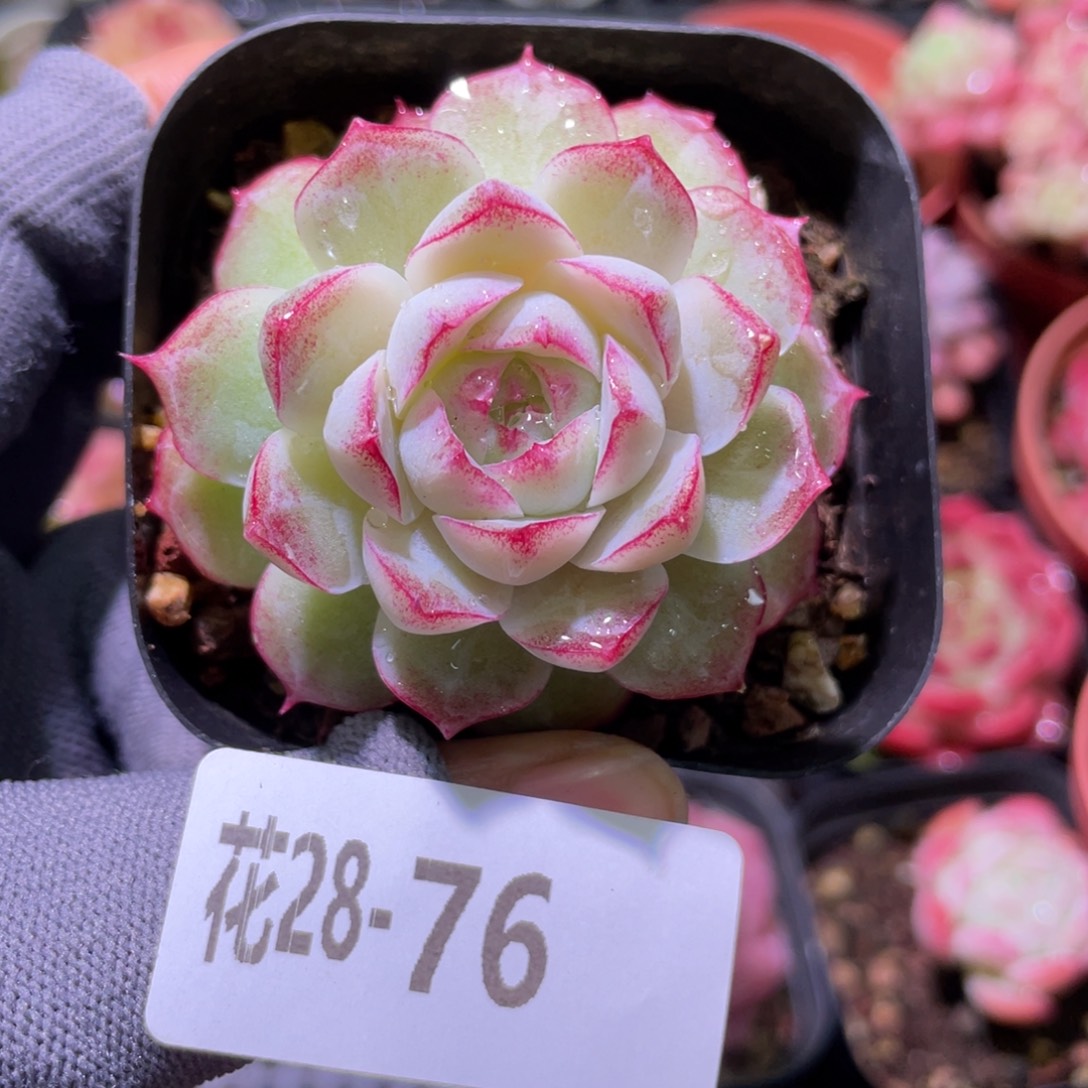 花利美28-76女王 