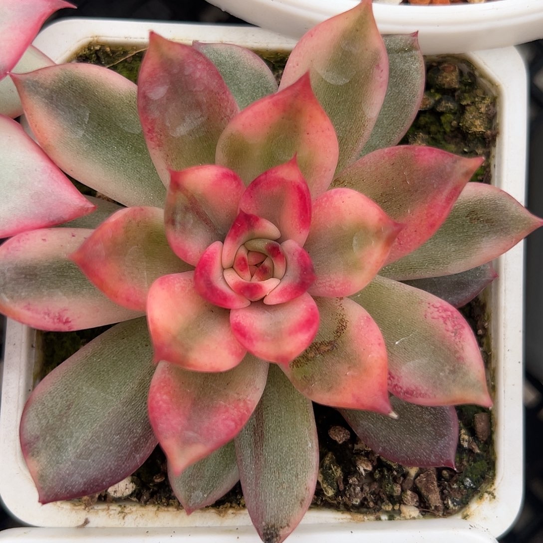 火焰玫瑰锦多肉植物