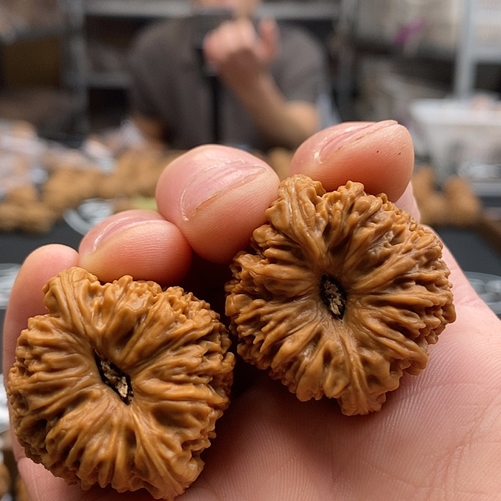 大叶紫檀（黑酸枝木类）南疆凹的