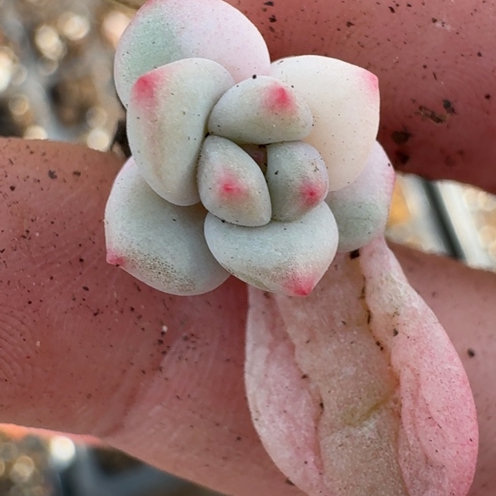 白马一物一拍好看33