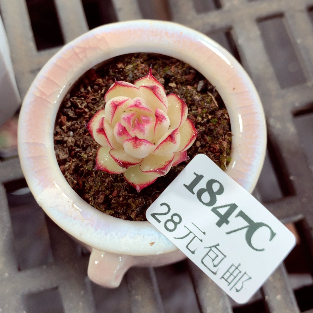 5厘米盆精控多肉1847