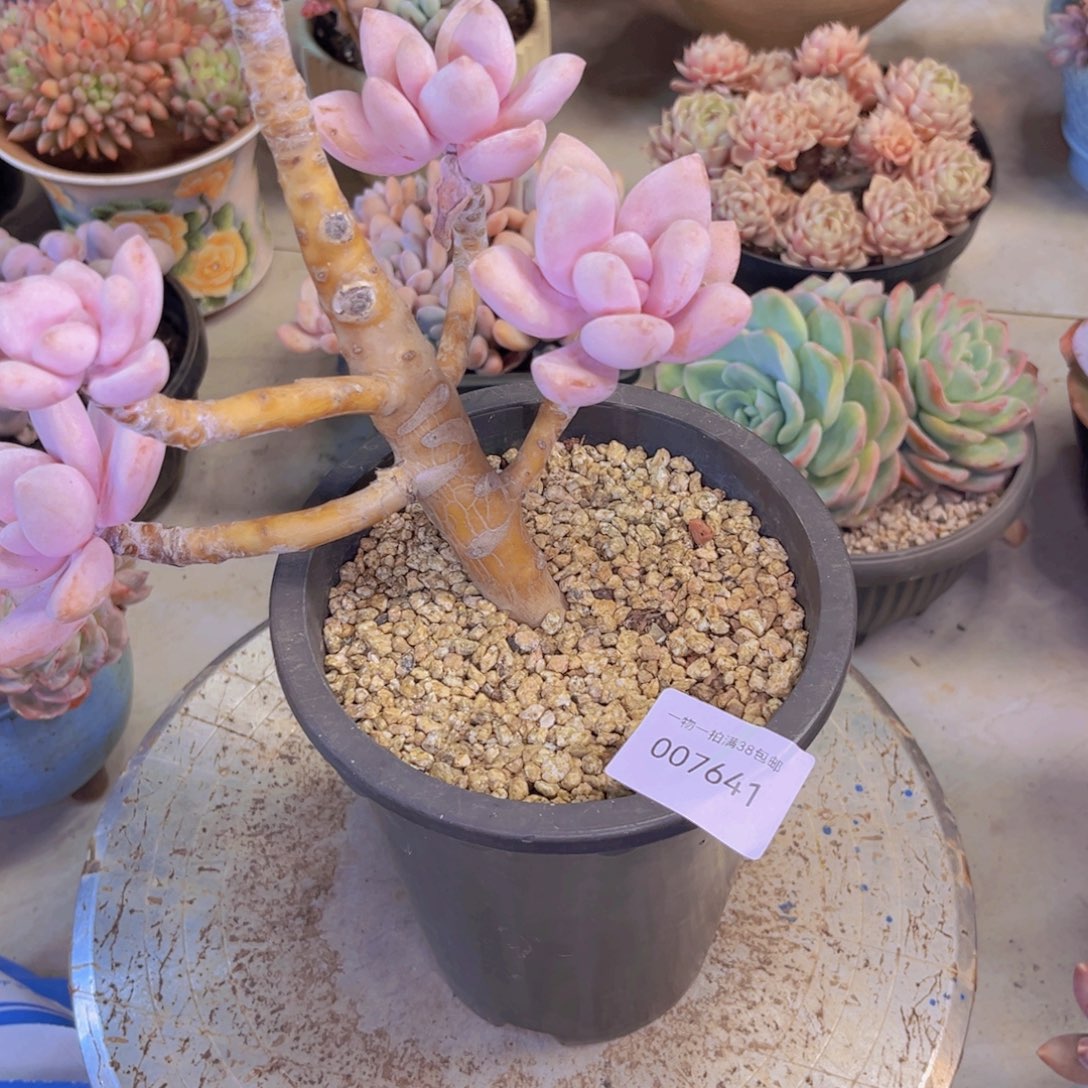 树***雨多肉一物一拍7641