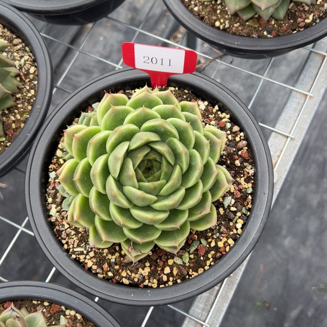 M****？2011肉多么多么多哦