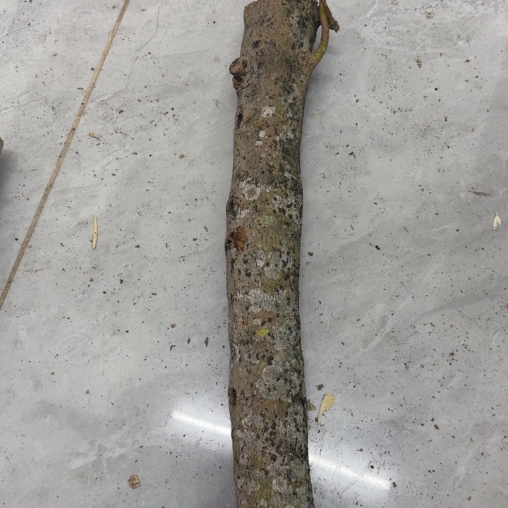 h***_木油叶子原木发一份