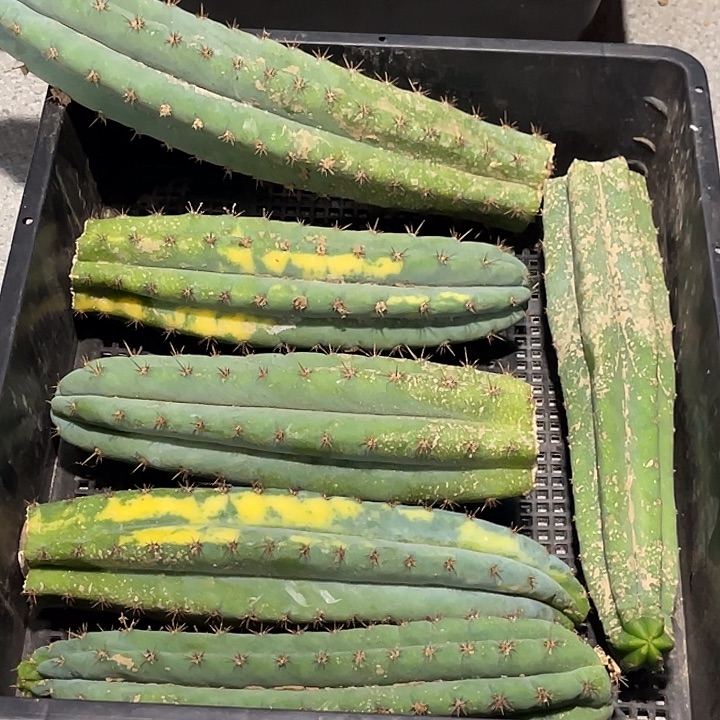 多闻柱 砍头枝条 无根 20公分