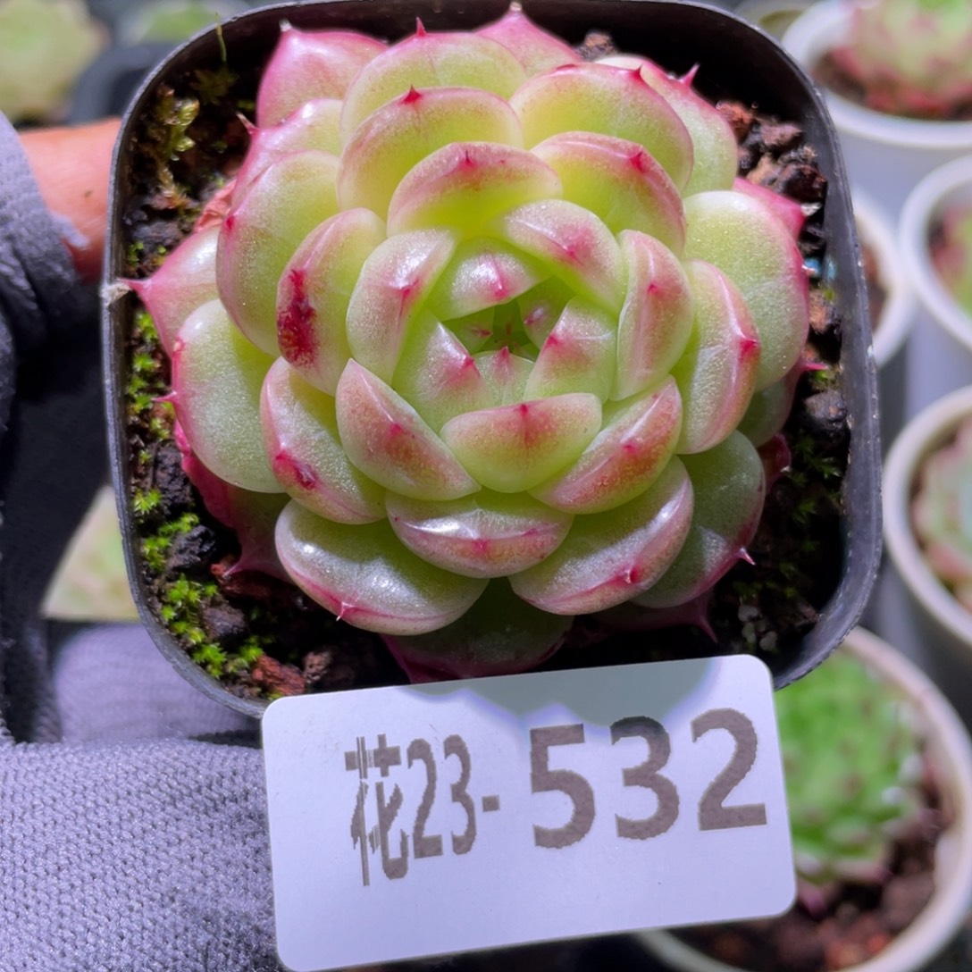 花利美23-932麦秆