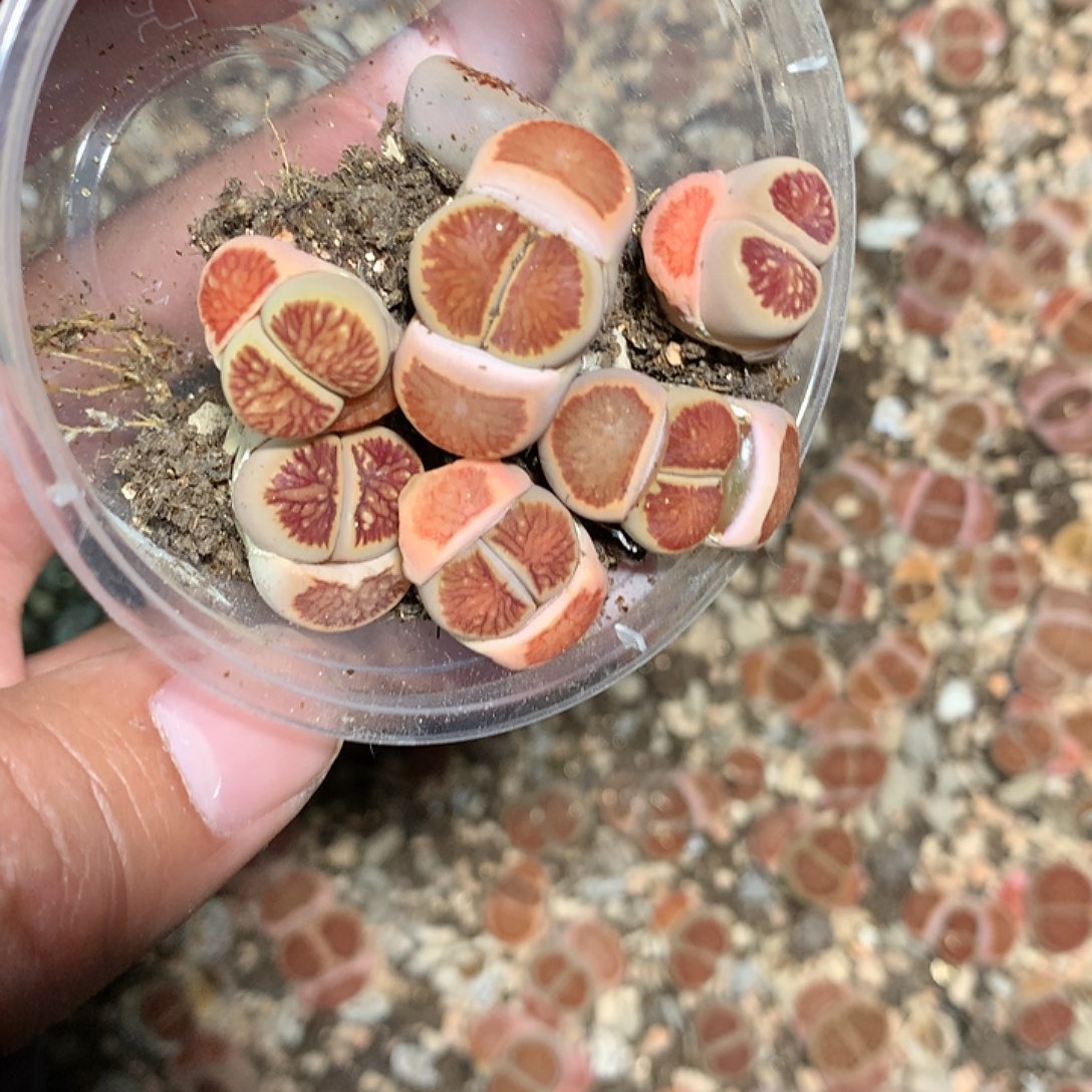 一****羔E236多肉植物保护