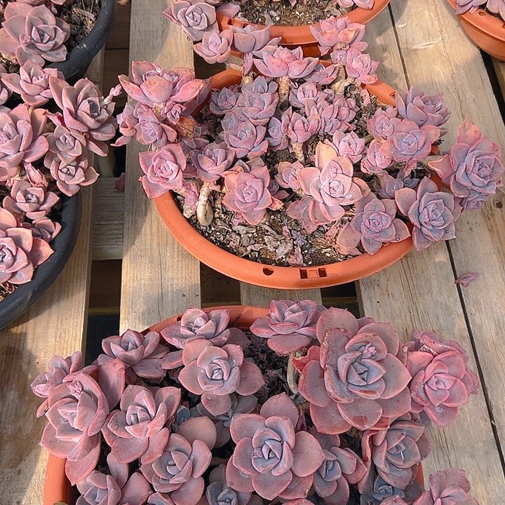 彩虹糖大杯，满18包邮