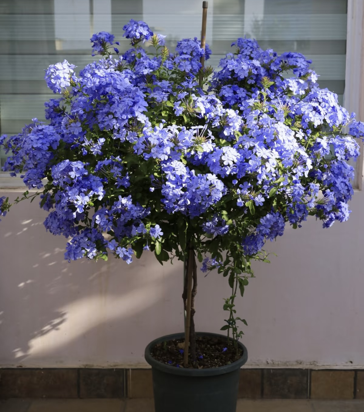 【独杆 蓝雪花棒棒糖】四季开花 盆栽地栽 室内室外 带花带花苞发货