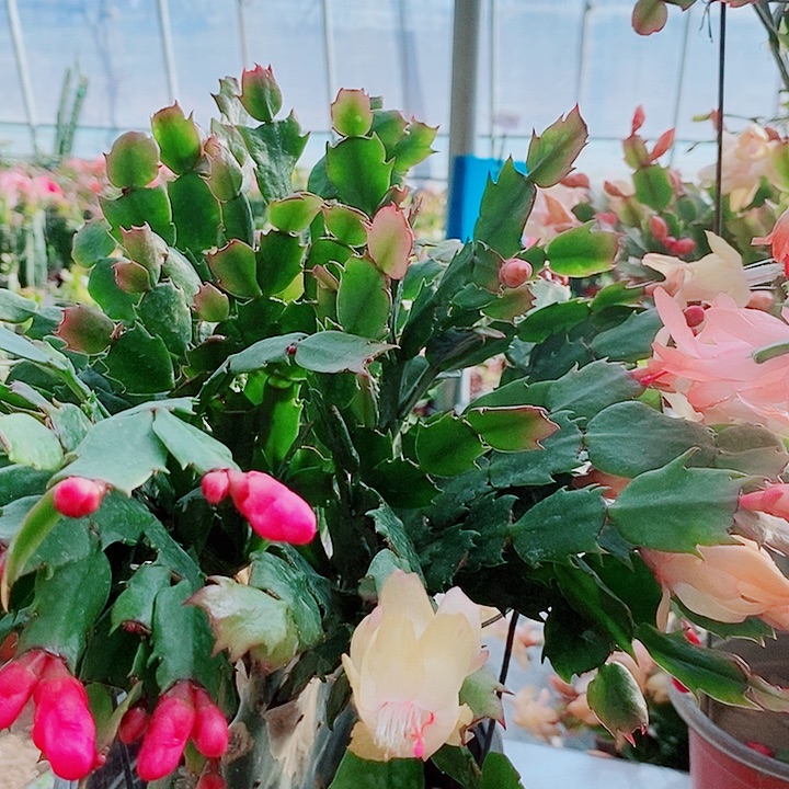 末****无花朵仙人掌嫁接一物一拍