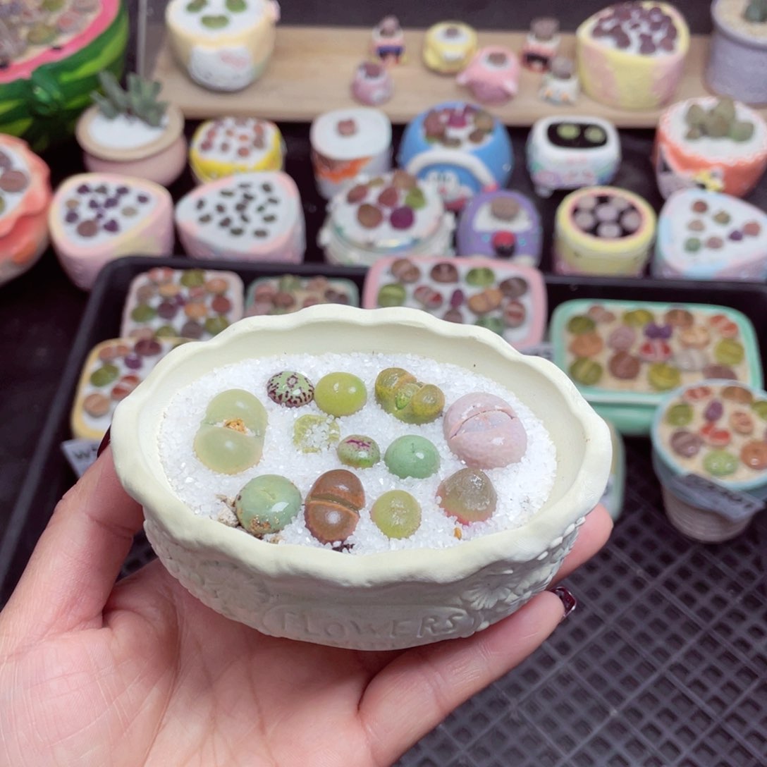 w5302 -零下地区拍保温箱-15支持寄养