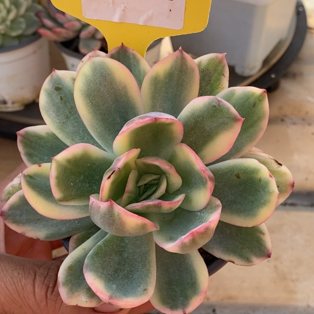 182奇罗杂哈哈哈哈哈