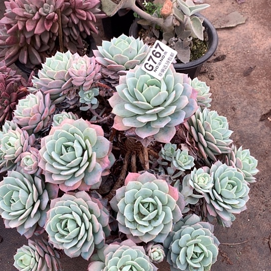 恋曲大群767 全场亏本处理默认微瑕7-8天发货