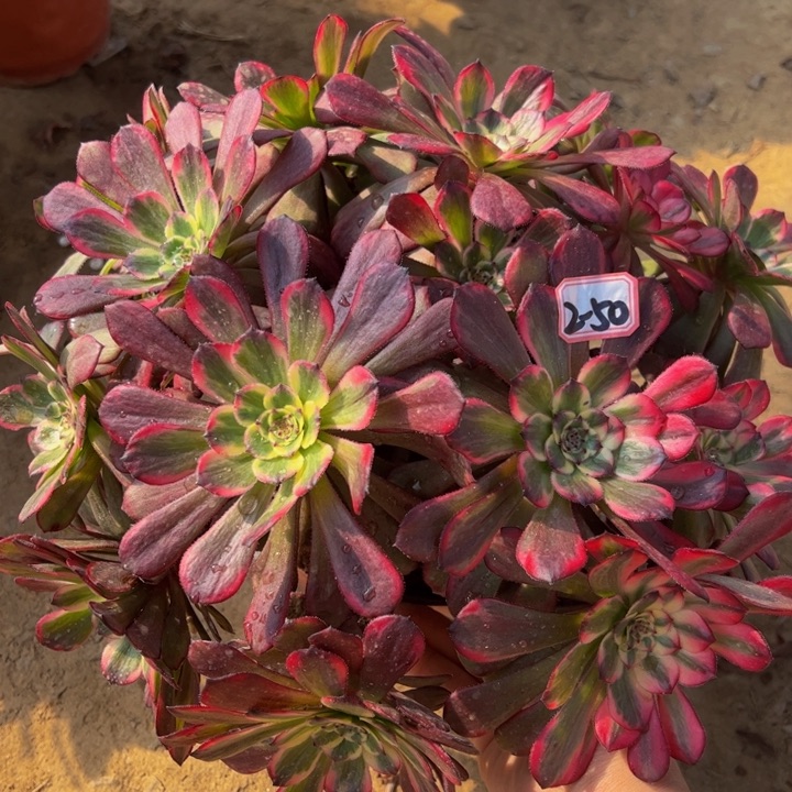 黑金刚多肉植物2-50