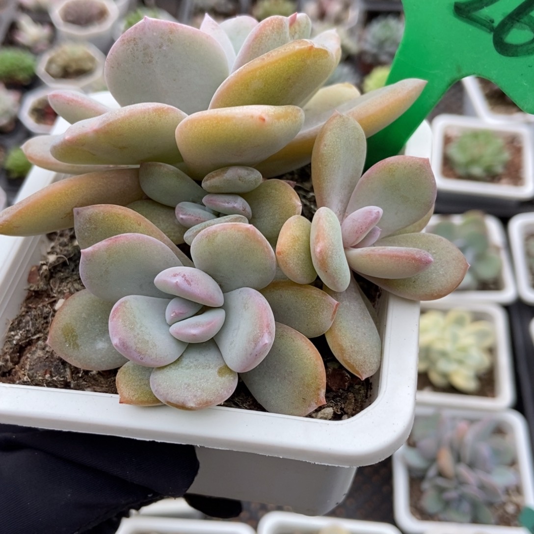 1026奶茶多肉植物