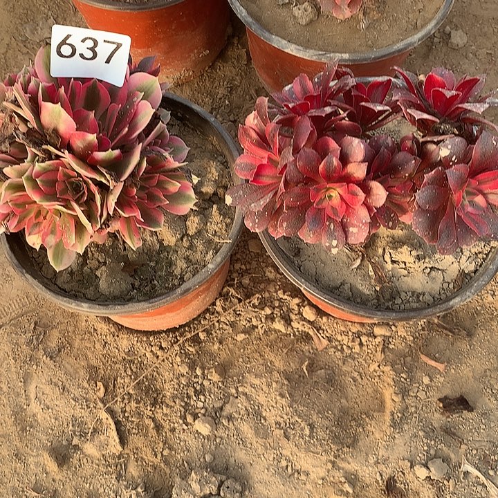 无花朵637女巫➕美杜莎量随机发北