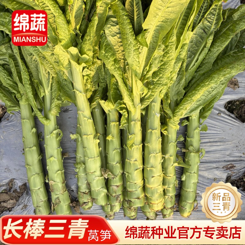 绵蔬【长棒三青】三青莴笋青皮蔬菜莴笋种子小院阳台盆栽都可以种植
