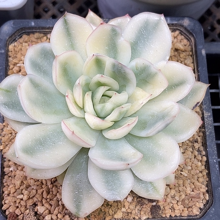 寒酥锦多肉植物的