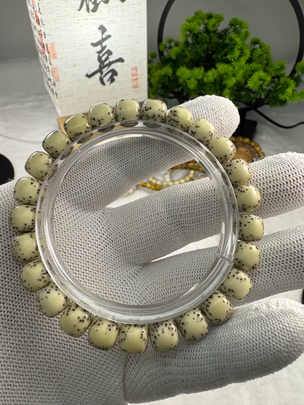 海南原生态98河豚