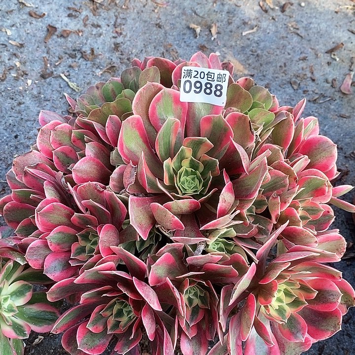 0988 一颗女神法师