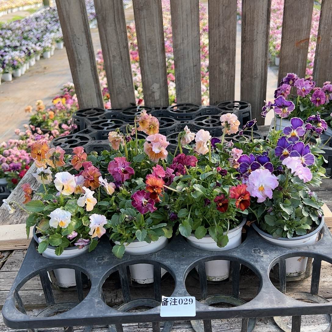 【闪购商品】029号