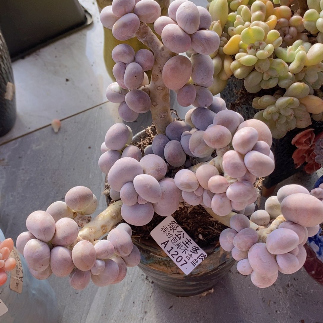 大芭比奶酪17cm1207多肉植物
