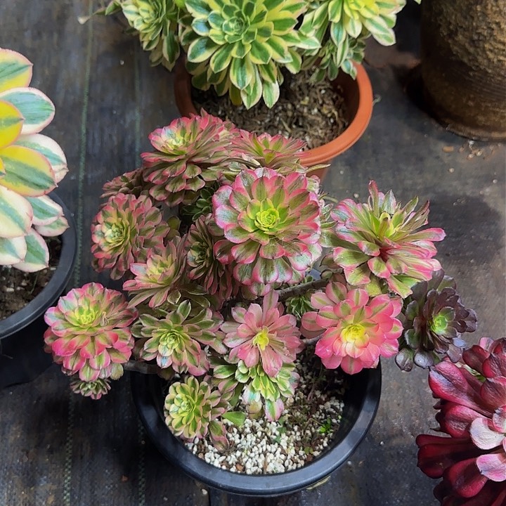 晚*607多肉法师锦111