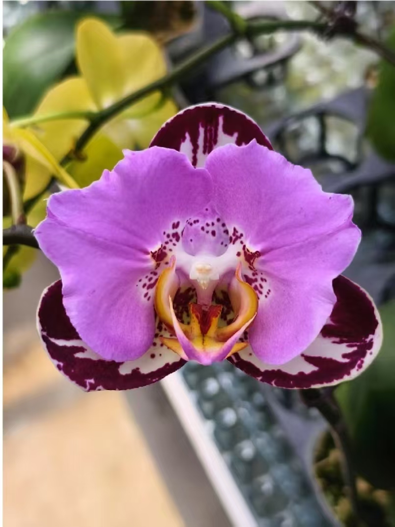 【瑕疵苗】蝴蝶兰苗子两颗不售后品种随机