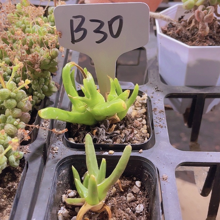 精品不知名水泡B30