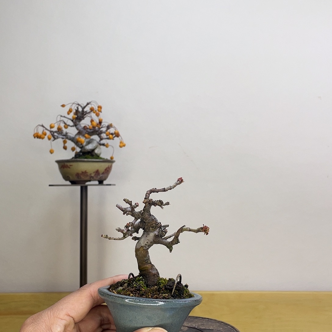 木本豆盆花梨盆栽