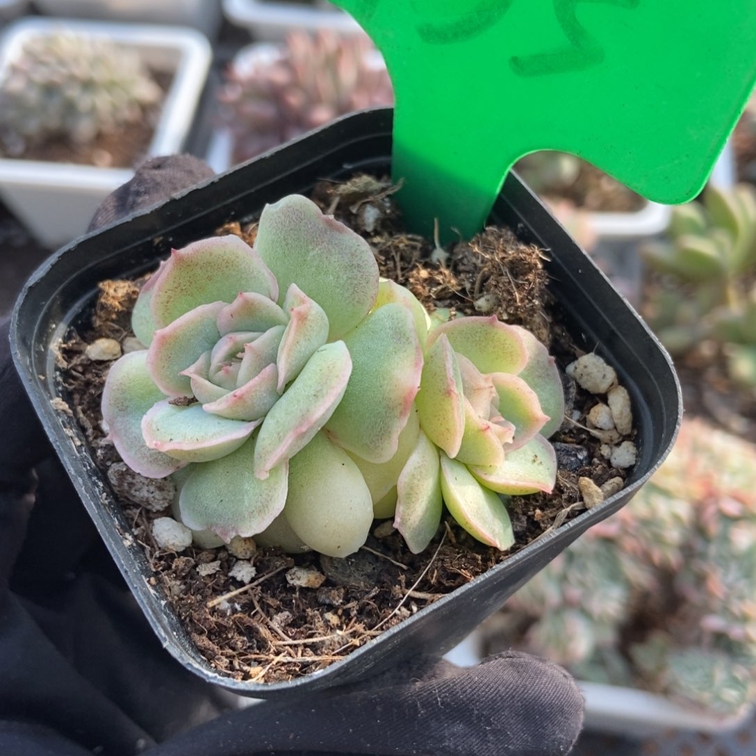 935水晶虾饺多肉植物