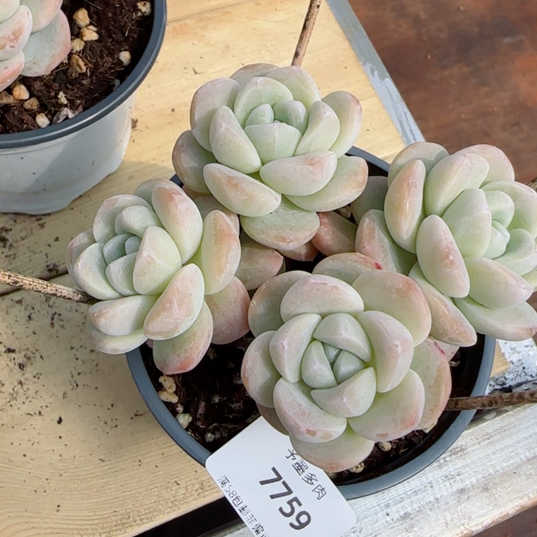 长杆冰玉无砍，7759