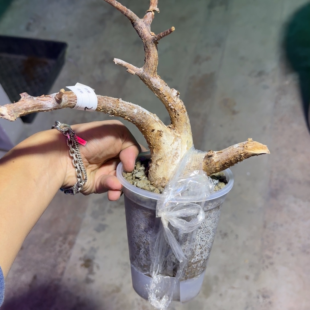 S***g威迪橄榄一拍一物11