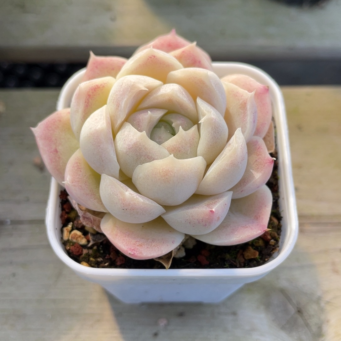 优选女妖女王多肉1285