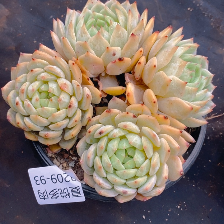 夏悦多肉0209-93蓝眼睛