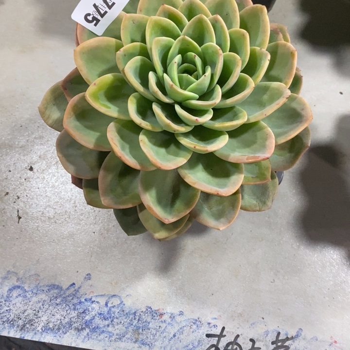 小***五775柚子茶多肉植物