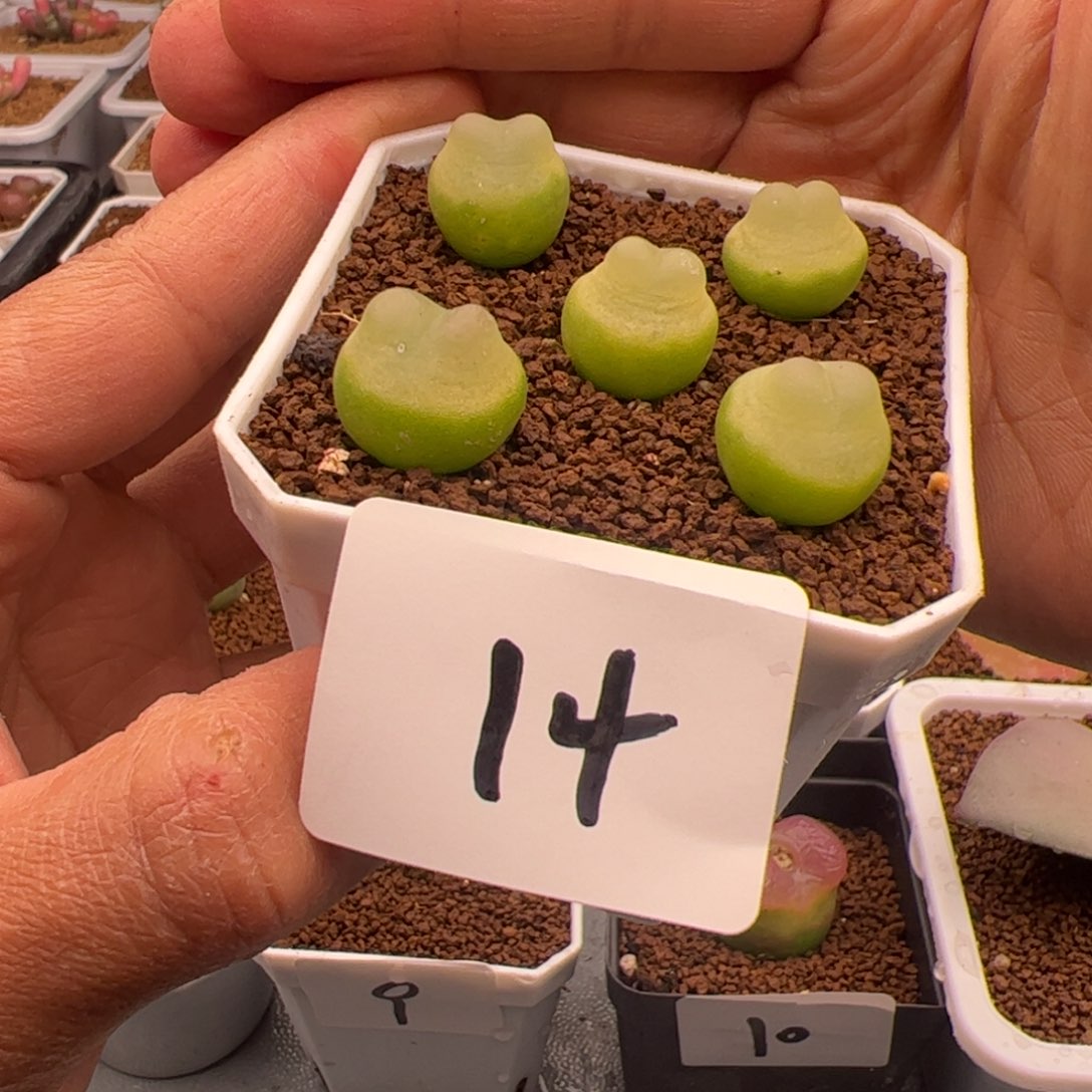 2.16拉登福利多肉，14