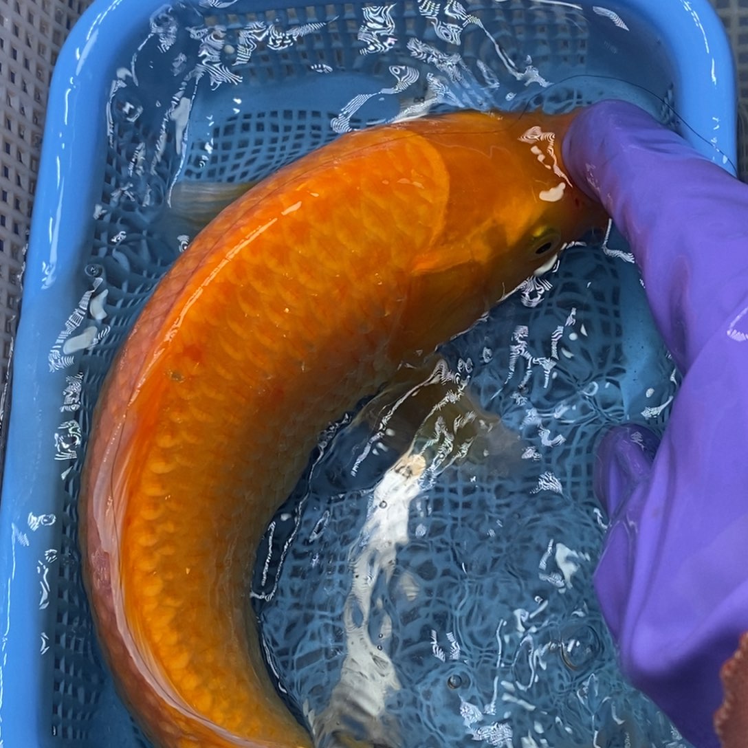 锦鲤冷水锦鲤包邮