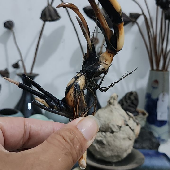 当前无花栽培后可以开花新品:粉凰·**种藕1支（无售后）