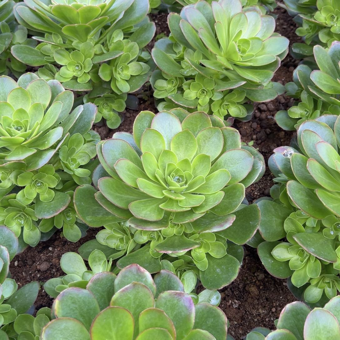 魅金玫瑰手捧多肉植物