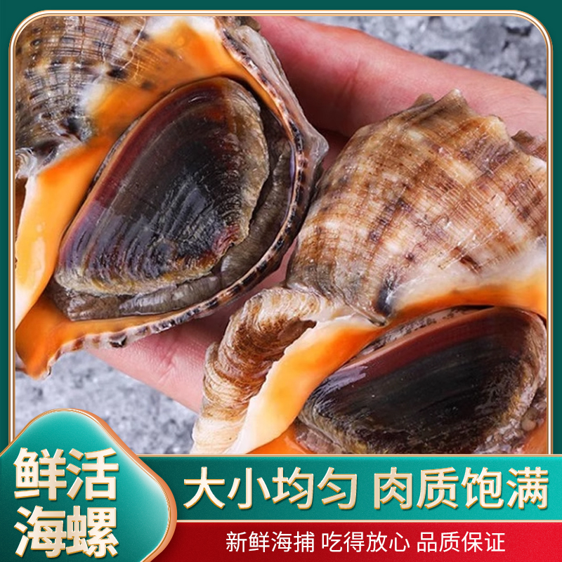 连云港发货 鲜活包活大海螺（一斤4-5只）4斤