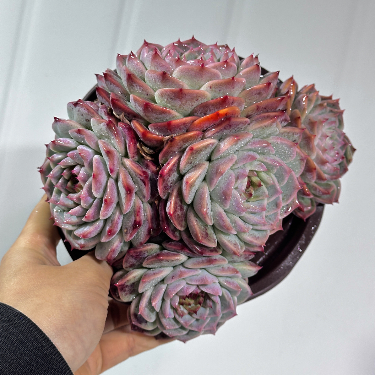 天鹅绒多头精品多肉多肉植物盆栽多肉盆栽山地玫瑰多肉植物