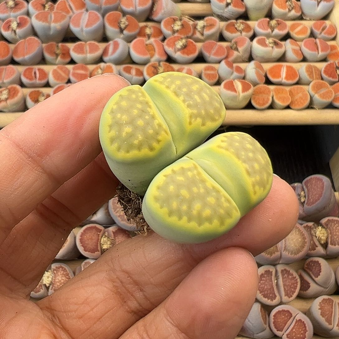 丶*732清货价格不作参考