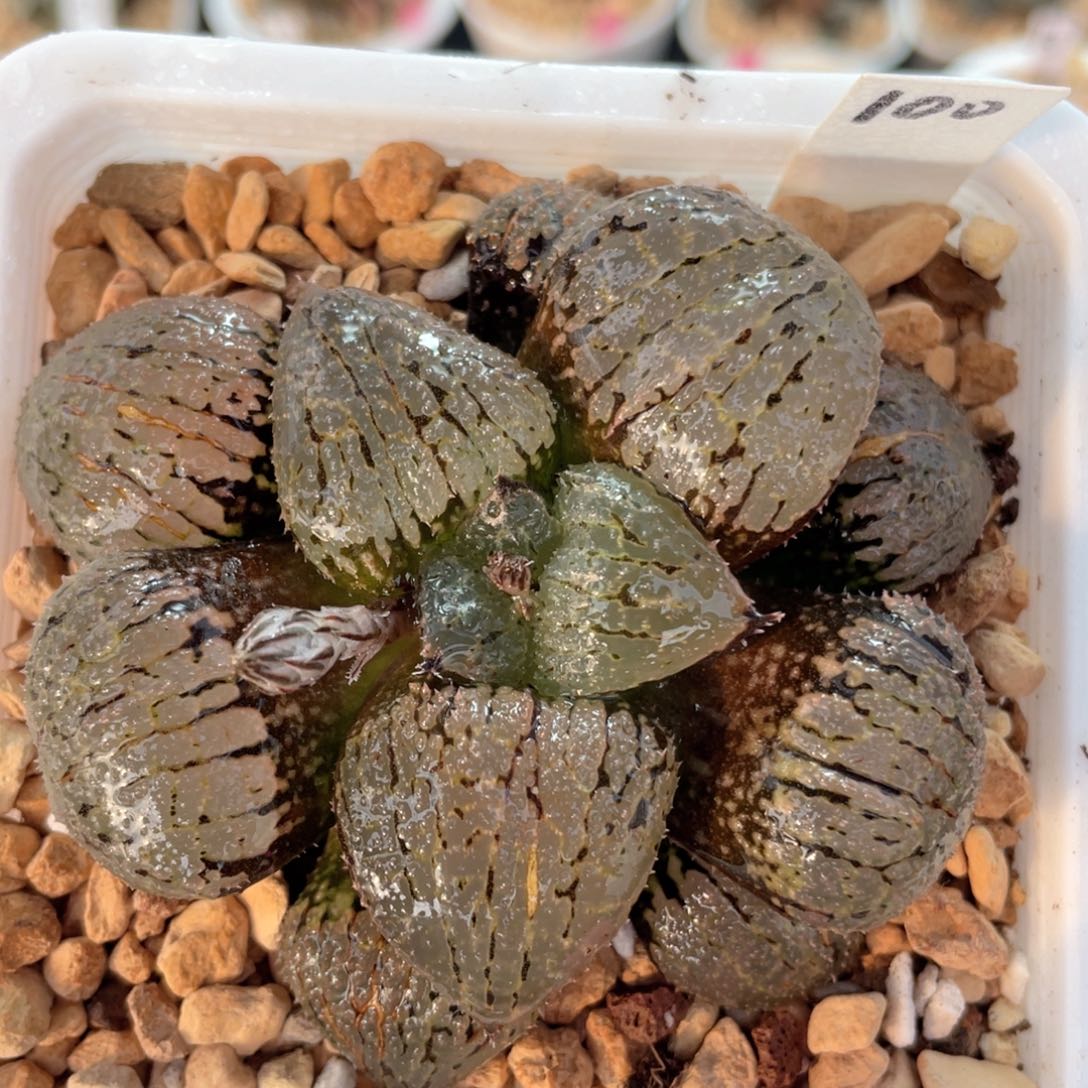 100丸叶巨大紫太阳。