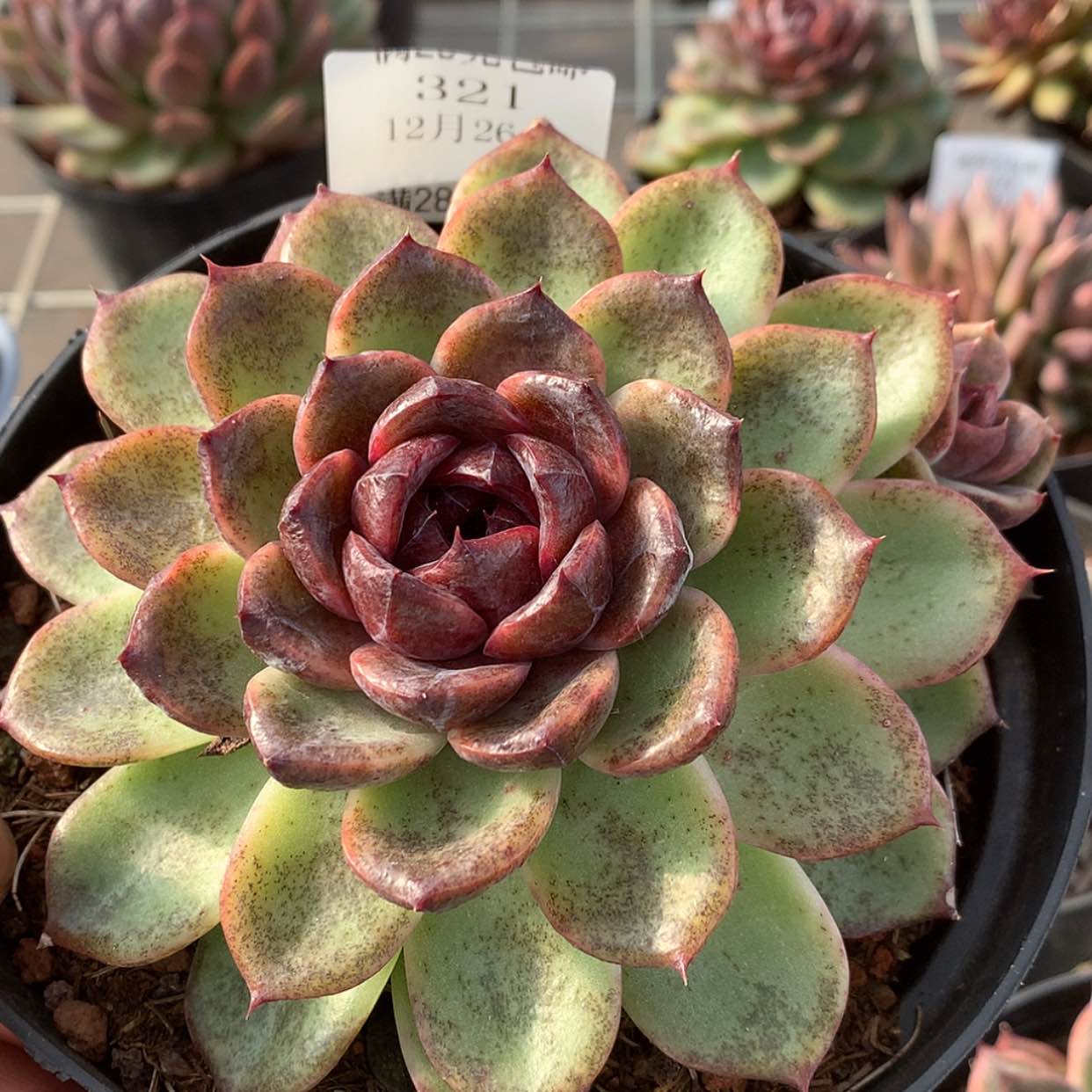 【闪购商品】云321号15厘米