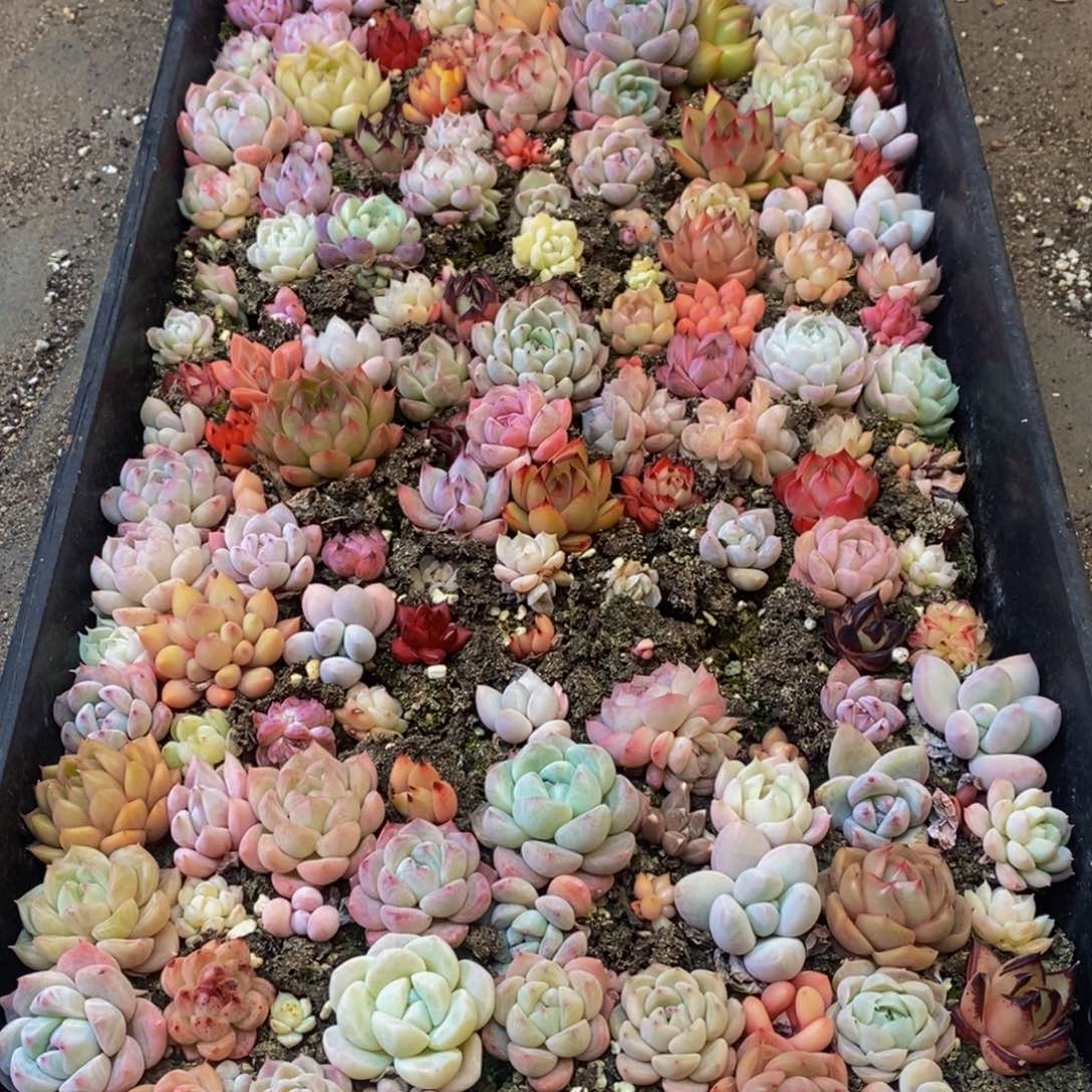 717的人生态度就是说的好